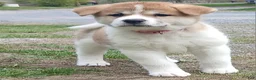 Akita dogs for sale: Cypress - Ad 7