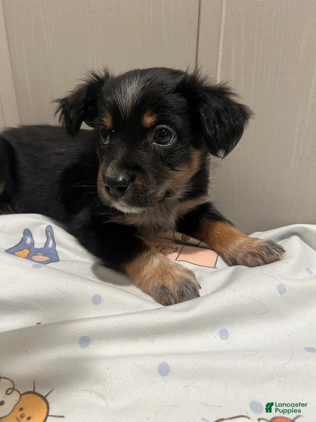 Mixed Breed dogs for sale: Prancer  - Ad 1