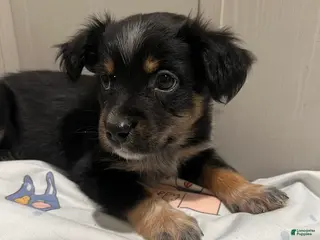 Mixed Breed dogs Prancer - Ad 25