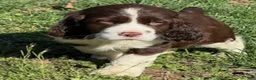 English Springer Spaniel dogs for sale: Max - Ad 7
