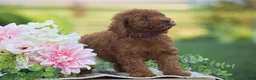 Mini Goldendoodle dogs for sale: Owen (F1BB) - Ad 5