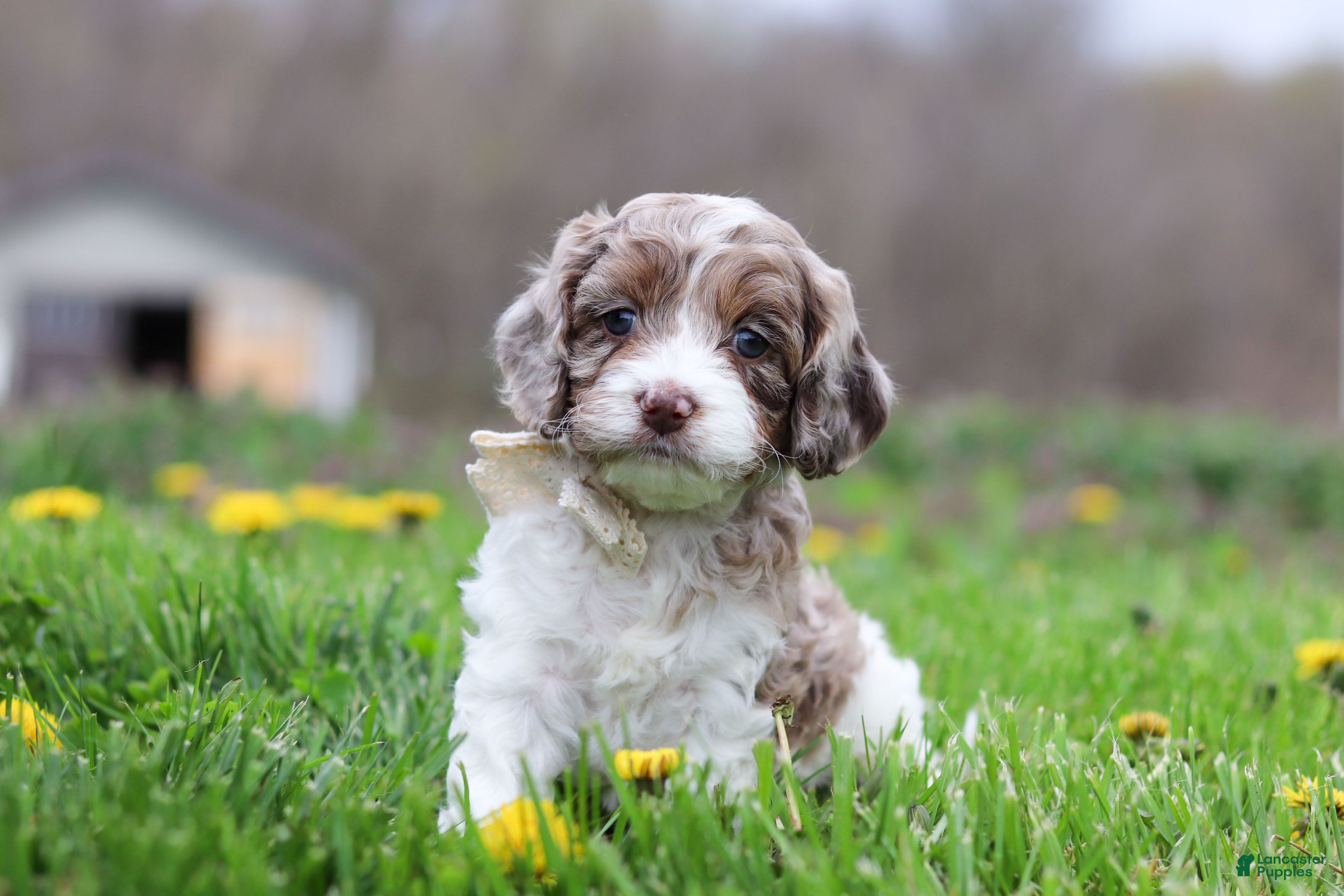 Cockapoo dogs Barron - Ad 1