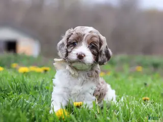 Cockapoo dogs for sale: Barron - Ad 1