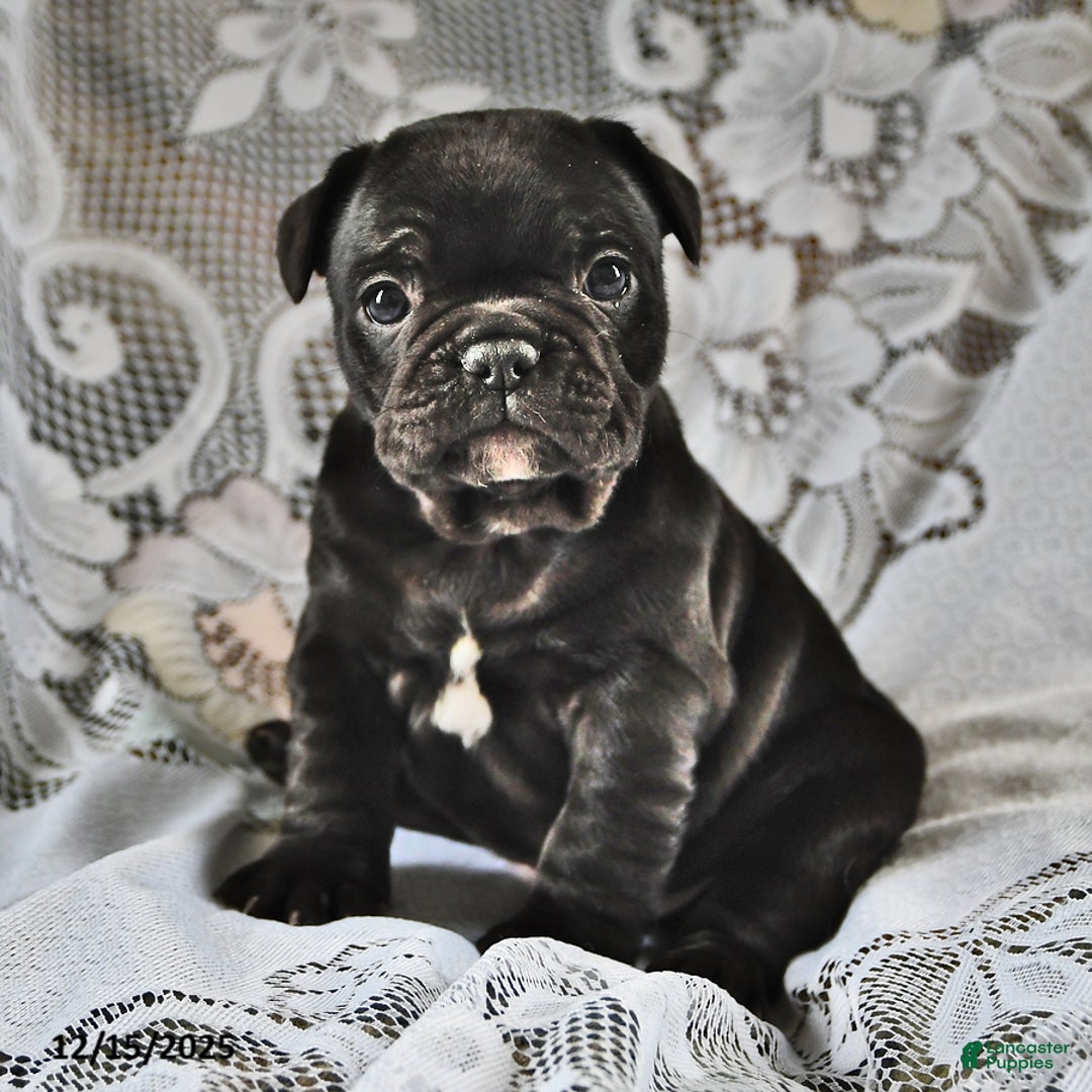 French Bulldog dogs for sale: Hershey - Ad 1