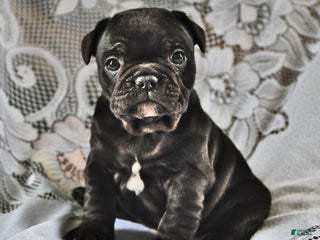 French Bulldog dogs Hershey - Ad 10