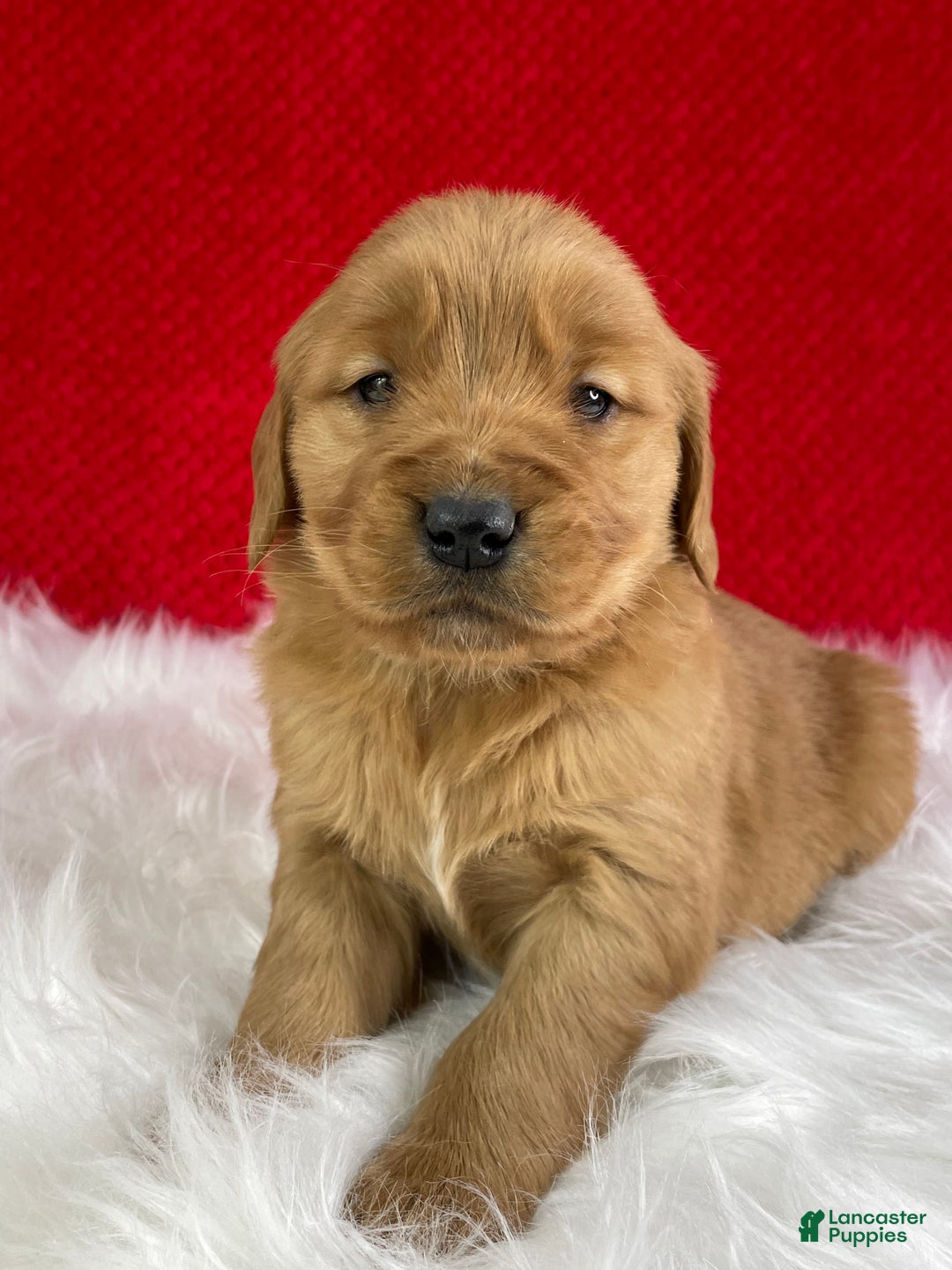 Golden Retriever dogs for sale: Belle - Ad 5