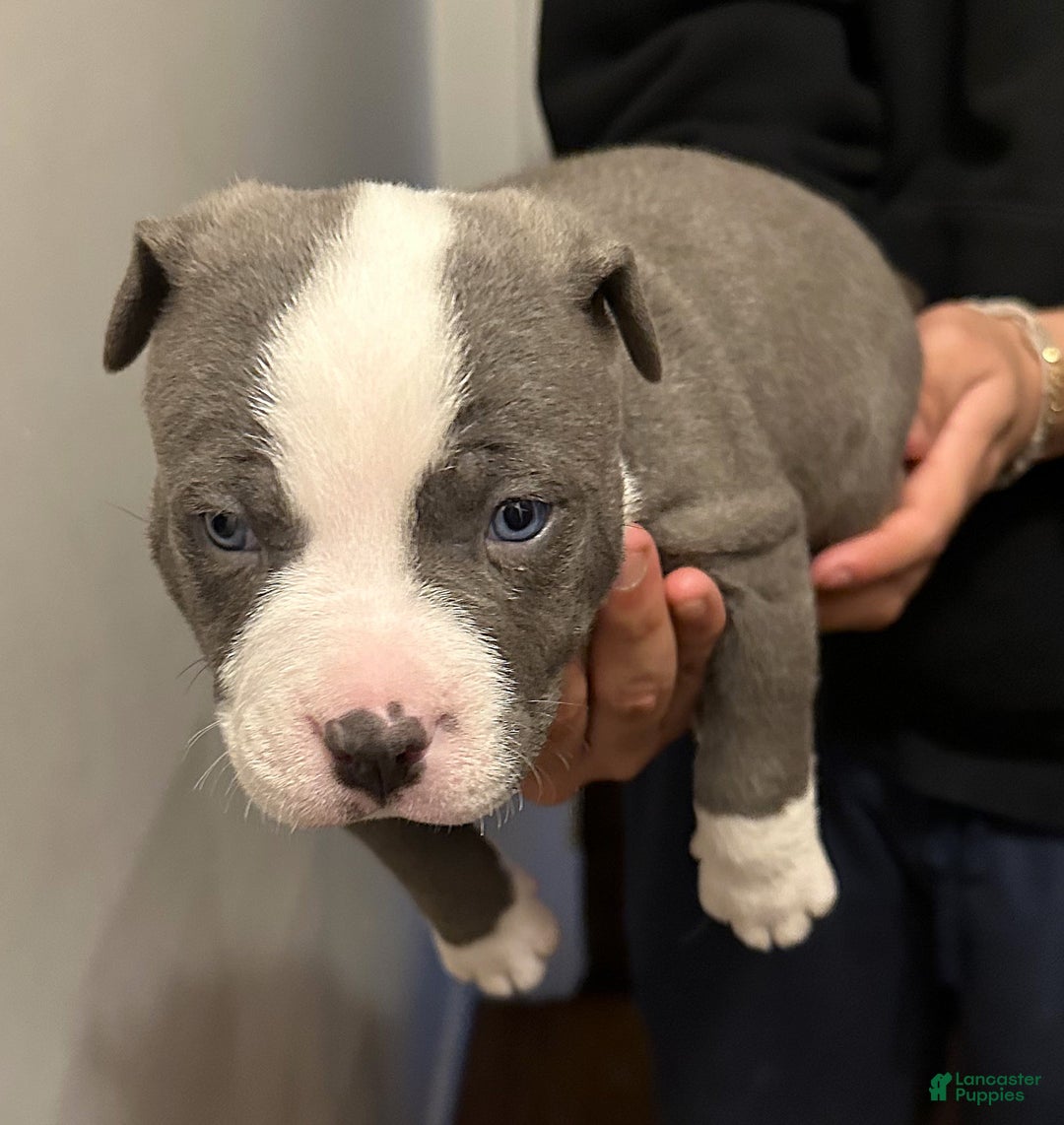American Bully dogs for sale: "JAY Z" - Ad 5