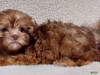 Shih Tzu dogs - Ad 35