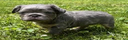 French Bulldog dogs for sale: Oscar - Ad 4