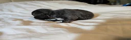 Chihuahua dogs for sale: Jillian - Ad 8