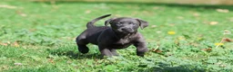 Labrador Retriever dogs for sale: Silver Dollar - Ad 2