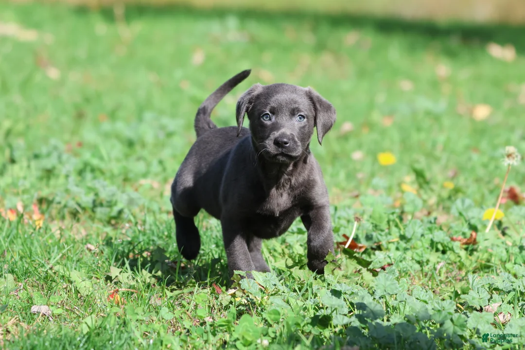 Labrador Retriever dogs for sale: Silver Dollar - Ad 2