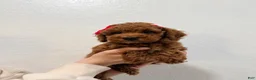 Mini Goldendoodle dogs for sale: Eclaire - Ad 3