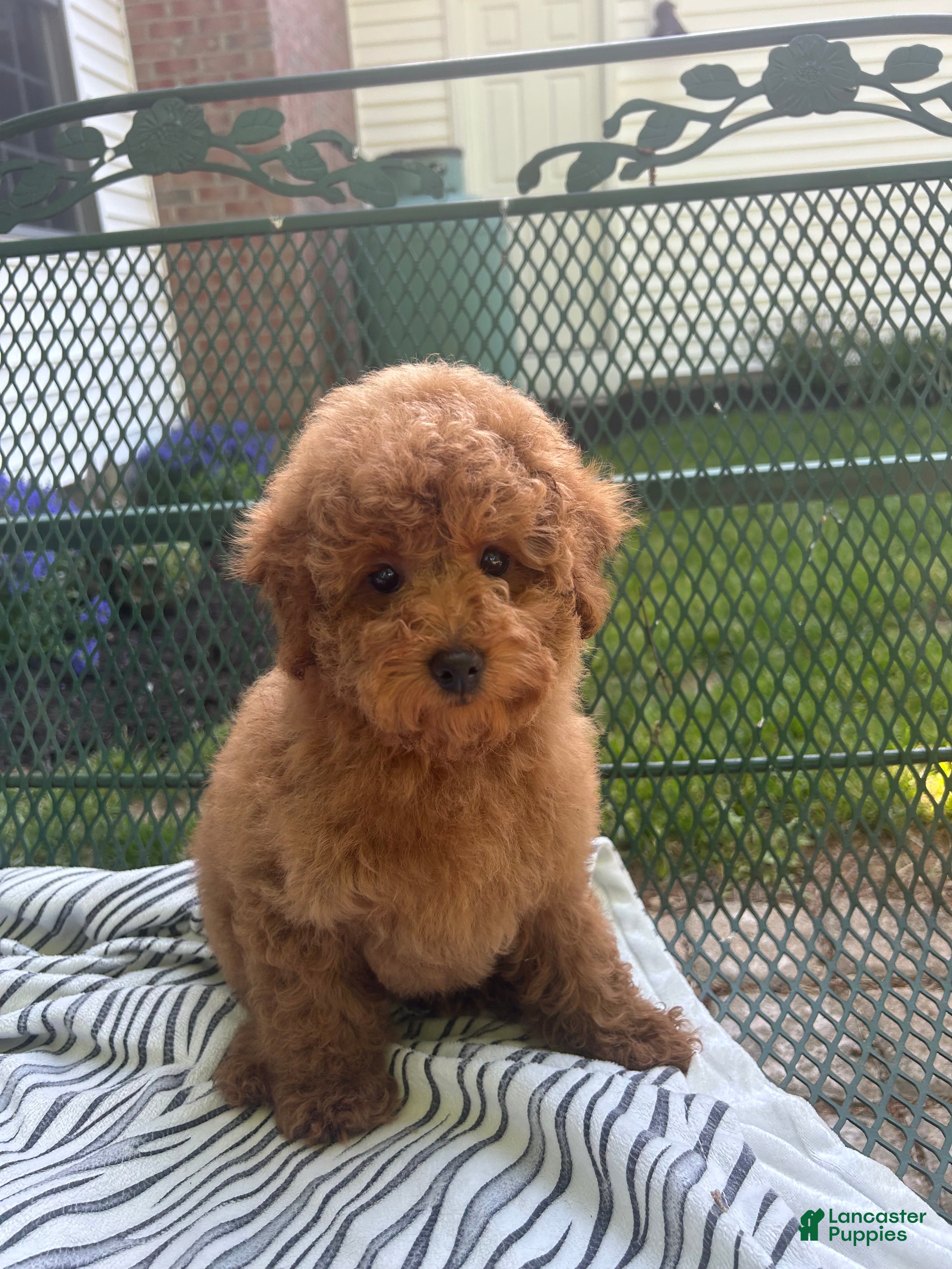 Maltipoo dogs Red Female  - Ad 1