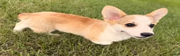 Welsh Corgi Pembroke dogs for sale: DEXER - Ad 3