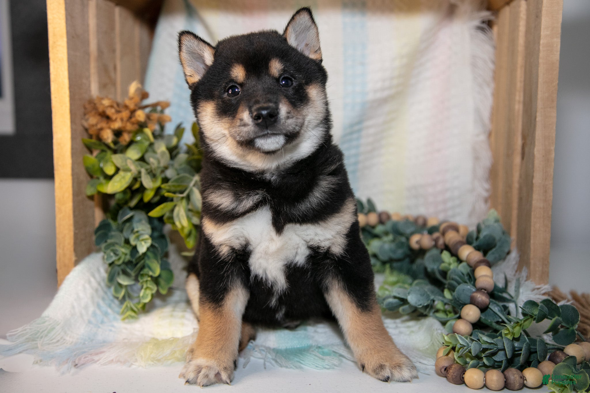Shiba Inu dogs Foster - Ad 3