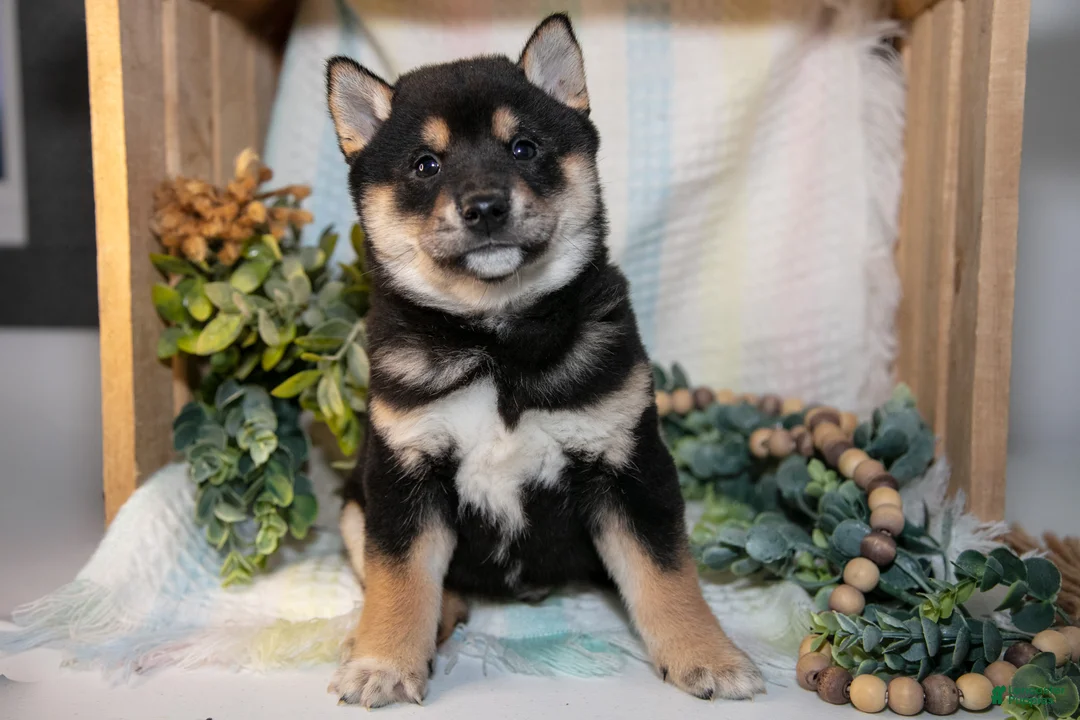 Shiba Inu dogs for sale: Foster - Ad 1