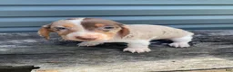 Miniature Dachshund dogs for sale: Tilly - Ad 5