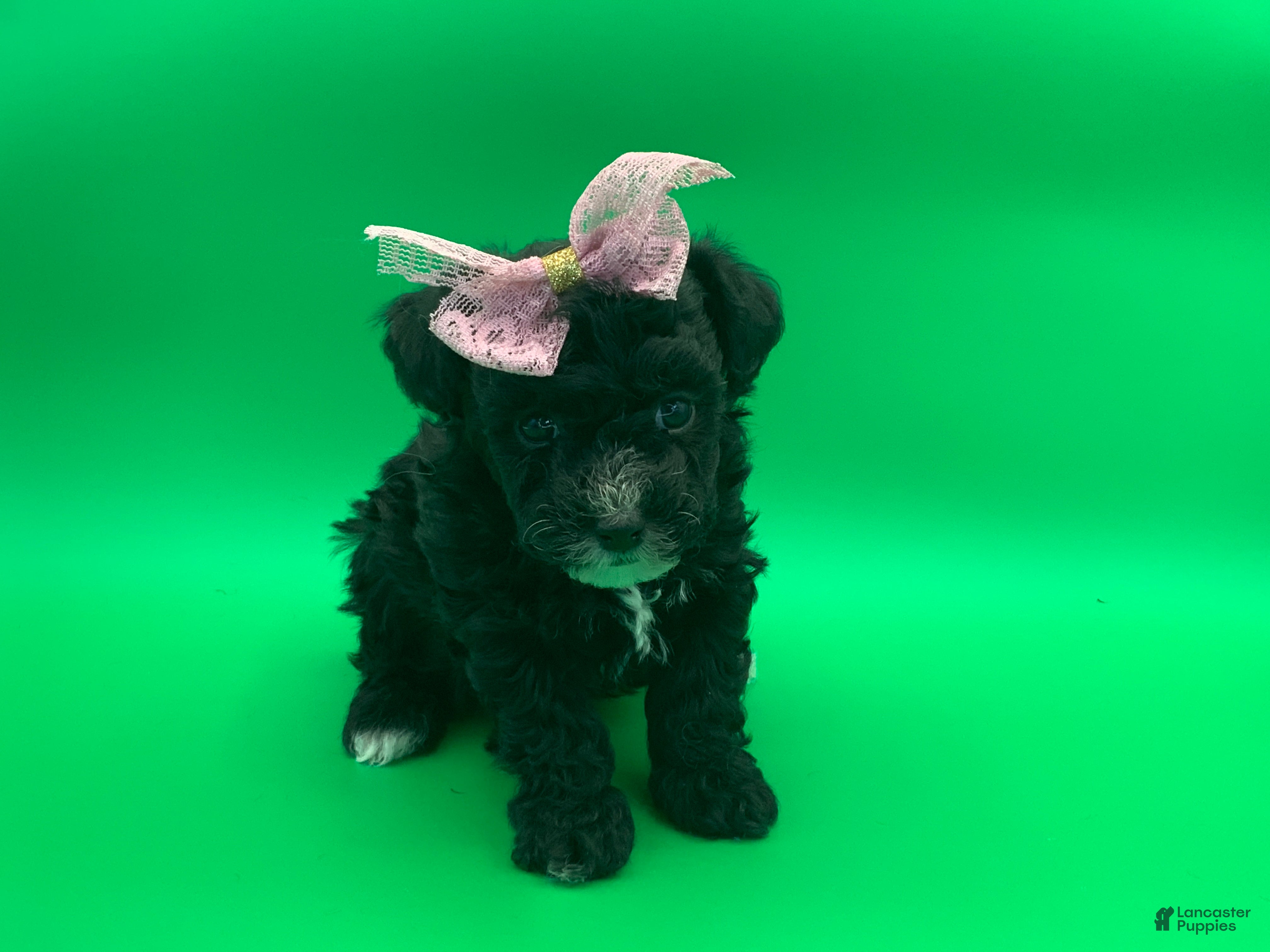 Toy Poodle dogs becky - Ad 10