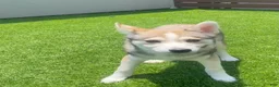 Alaskan Klee Kai dogs for sale: Vermithor (The Bronze Fury) - Ad 11