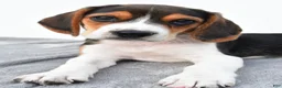 Beagle dogs for sale: Arlene - Ad 7