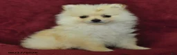 Pomeranian dogs for sale: Chase - Ad 2