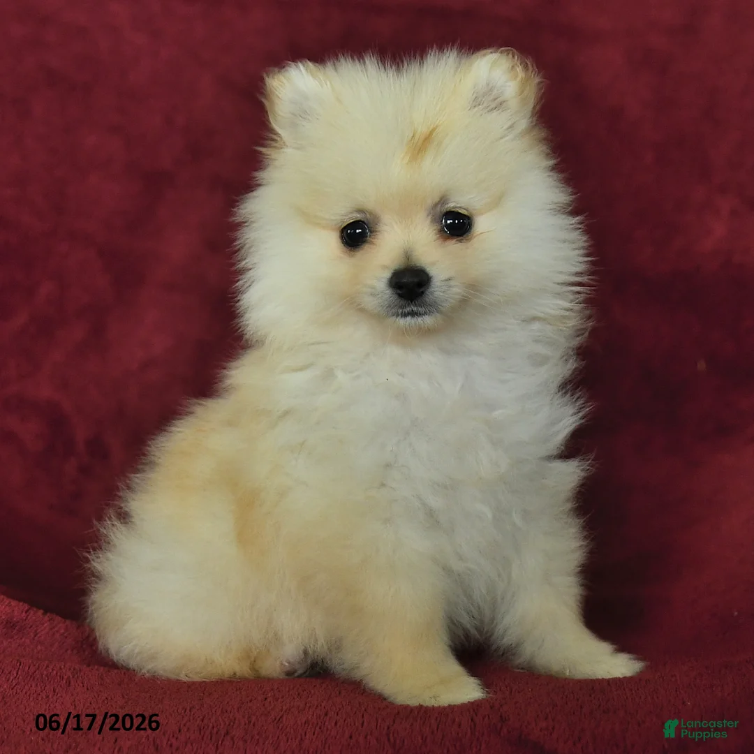Pomeranian dogs for sale: Chase - Ad 2