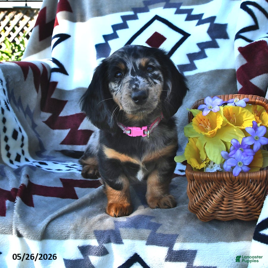 Miniature Dachshund dogs Kylee - Ad 1