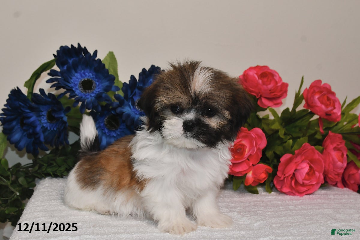 Shih Tzu dogs Connor - Ad 25