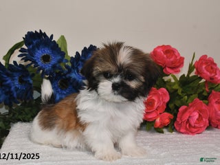 Shih Tzu dogs for sale: Connor - Ad 3
