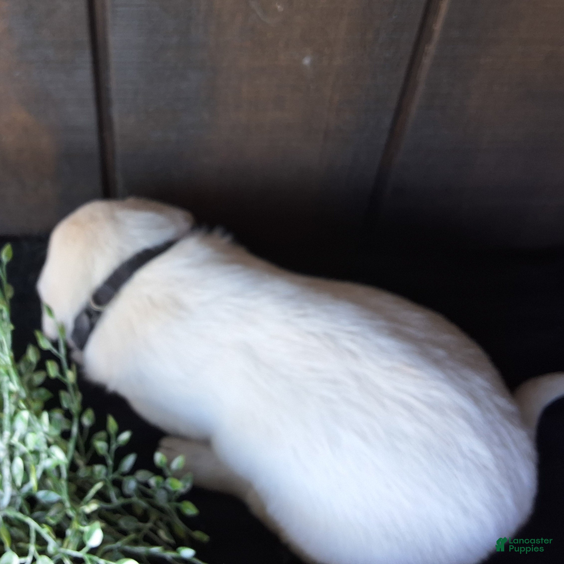 Labrador Retriever dogs Ace Labrador Retriever 2 - Ad 2
