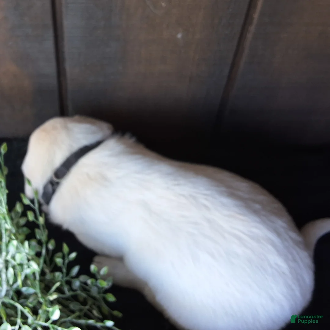 Labrador Retriever dogs for sale: Ace Labrador Retriever 2 - Ad 2
