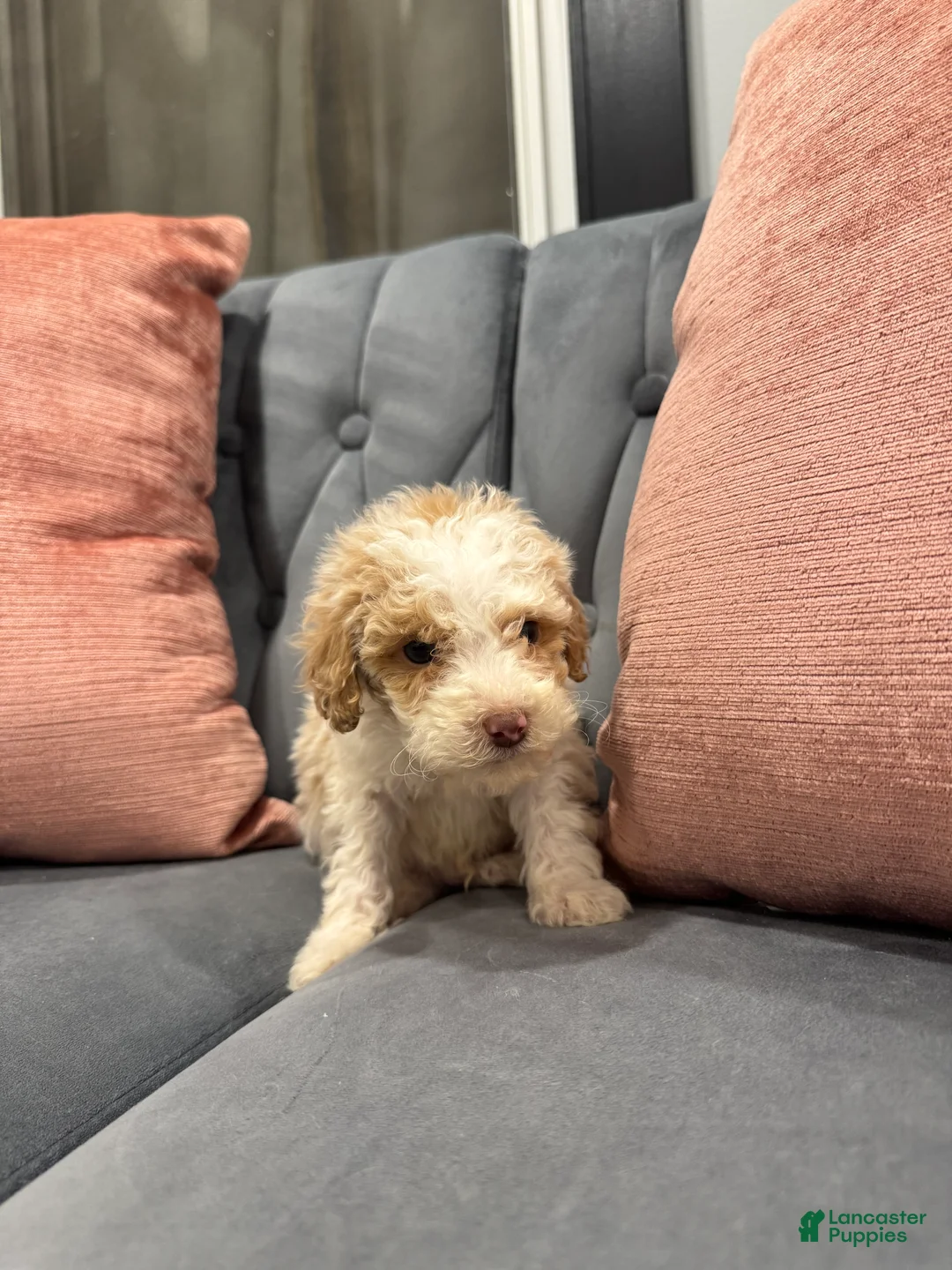 Mini Goldendoodle dogs for sale: Shiloh - Ad 5