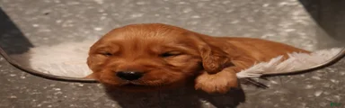 Rex - AKC, Genetically Clear