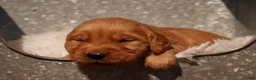 Golden Retriever dogs for sale: Rex - AKC, Genetically Clear - Ad 1