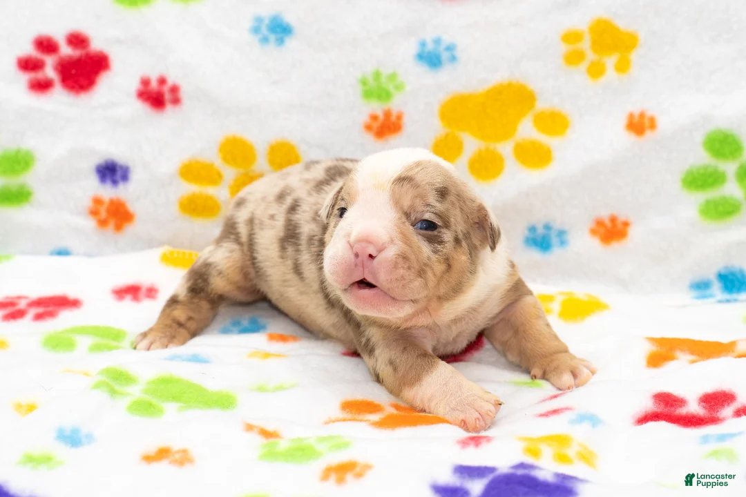 English Bulldog dogs for sale: English Bulldog 1 - Ad 1