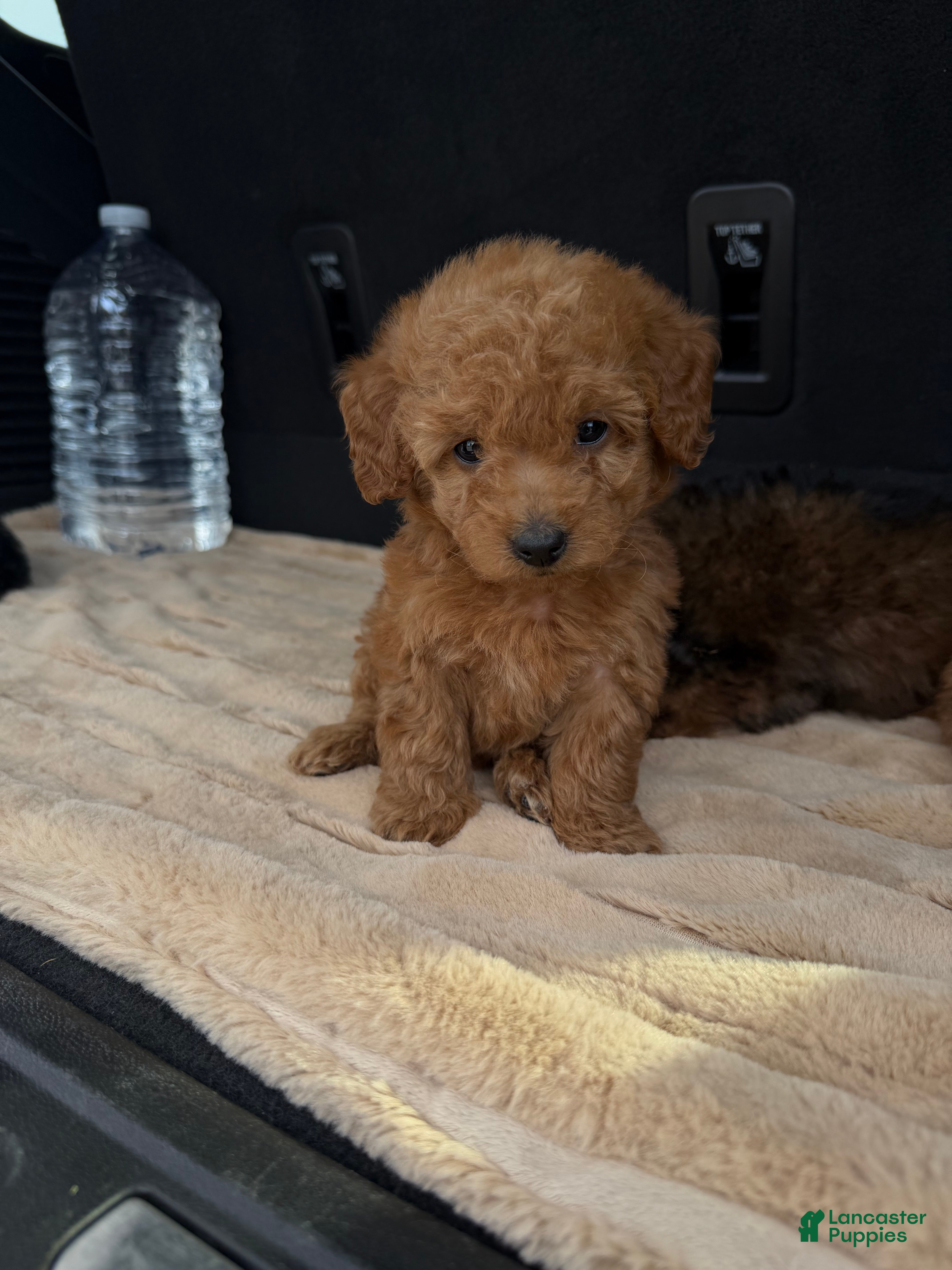 Toy Poodle dogs Toy Poodle 4 - Ad 21