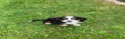 Bernese Mountain Dog dogs for sale: Akc Melinda - Ad 5