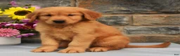 Golden Retriever dogs for sale: Snickers - Ad 3