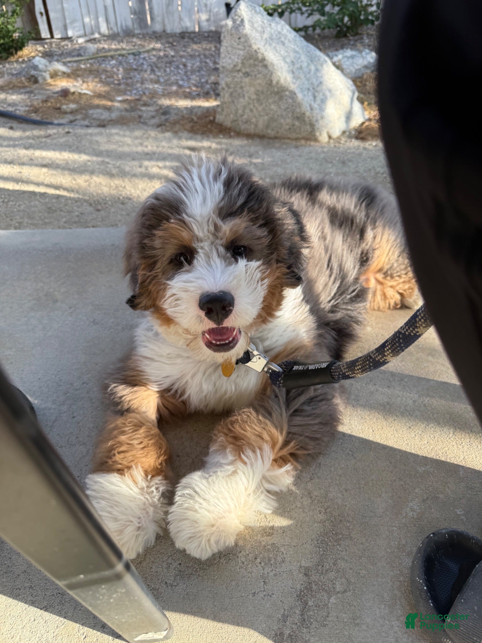 Mini Bernedoodle dogs Gordo - Ad 3