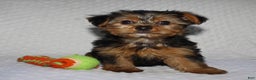 Yorkshire Terrier dogs for sale: JAKE - Ad 1