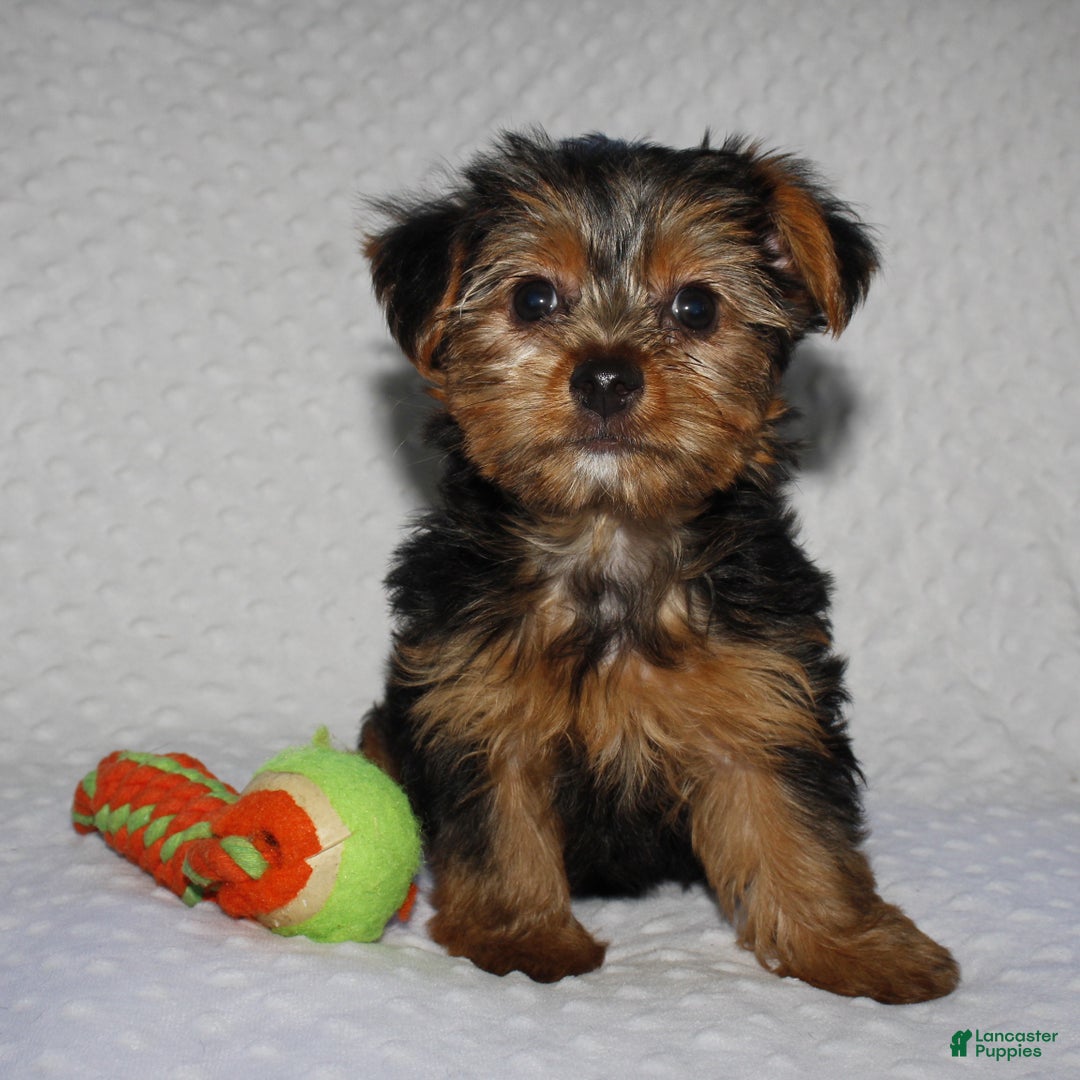 Yorkshire Terrier dogs for sale: JAKE - Ad 1