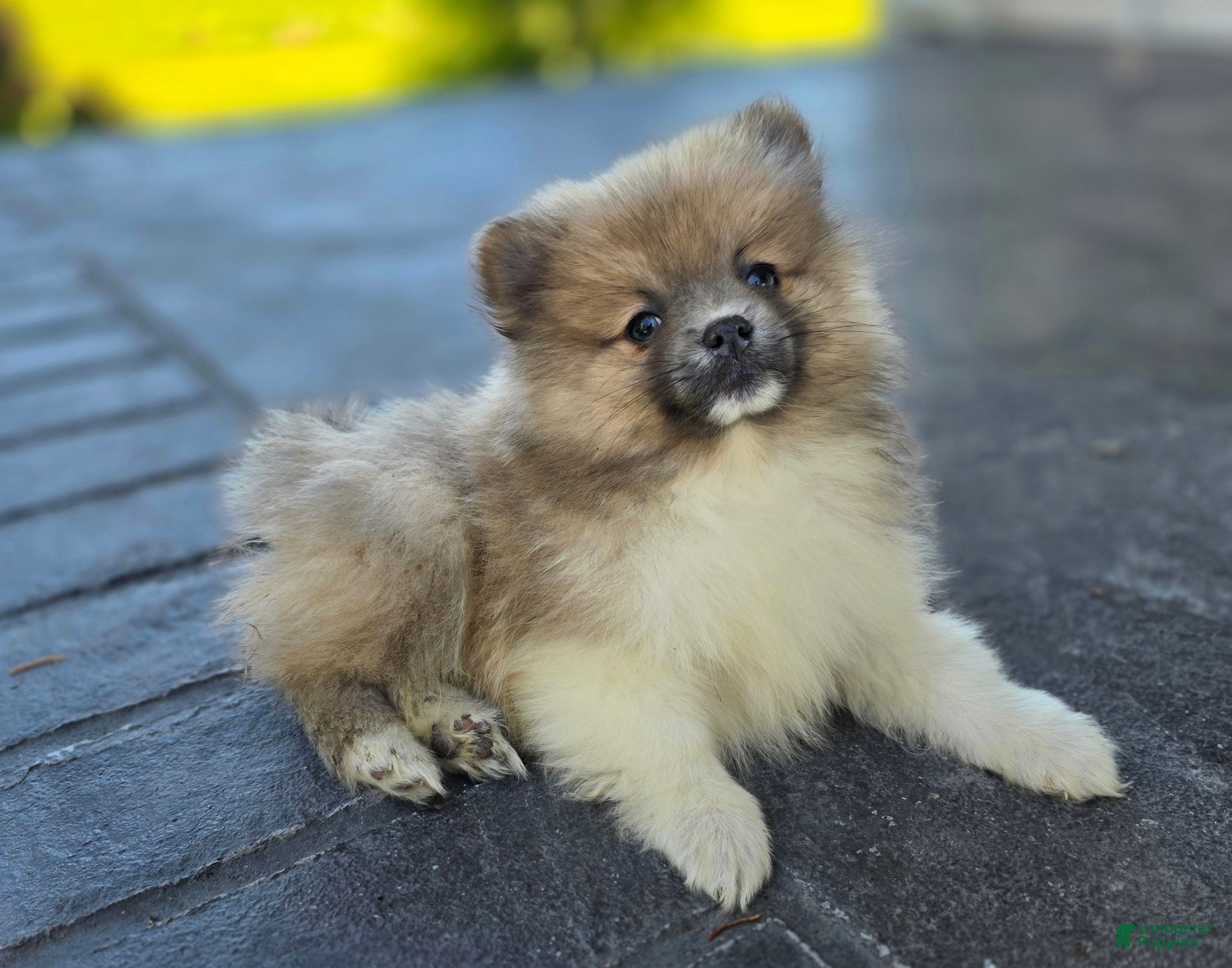 Pomeranian dogs for sale: Starlit- Tri Color - Ad 2
