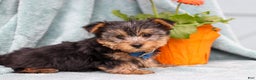 Yorkshire Terrier dogs for sale: Bruno - Ad 1
