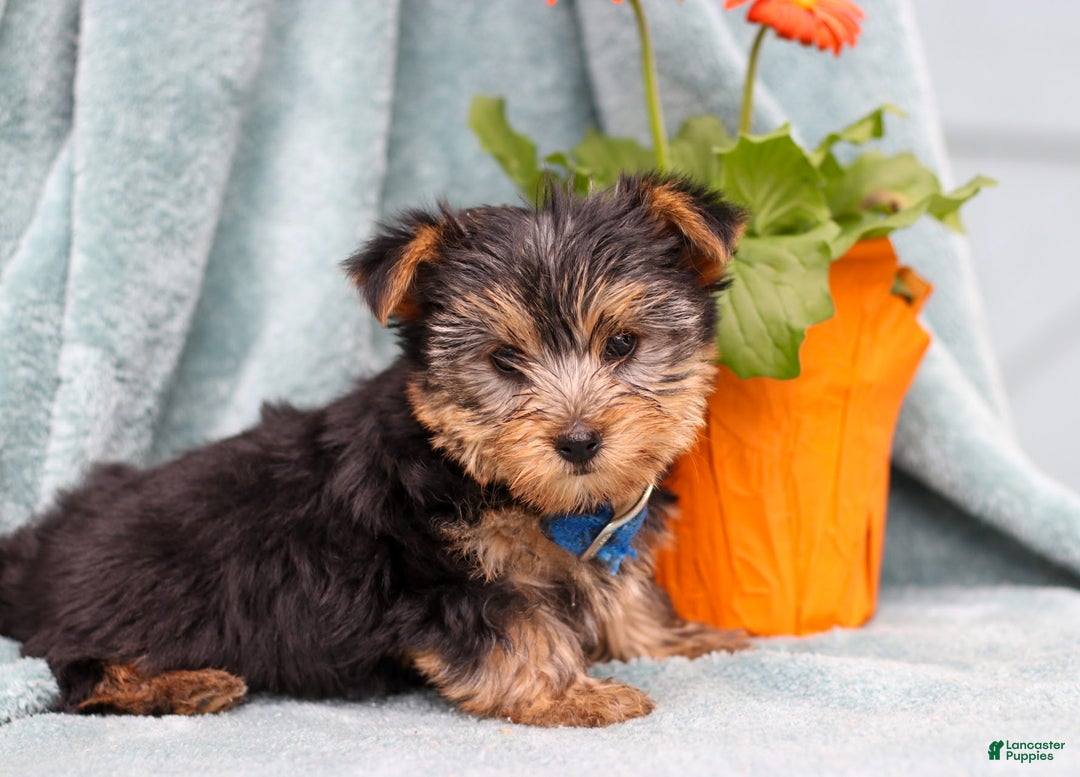 Yorkshire Terrier dogs for sale: Bruno - Ad 1