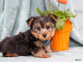 Yorkshire Terrier dogs Bruno - Ad 20