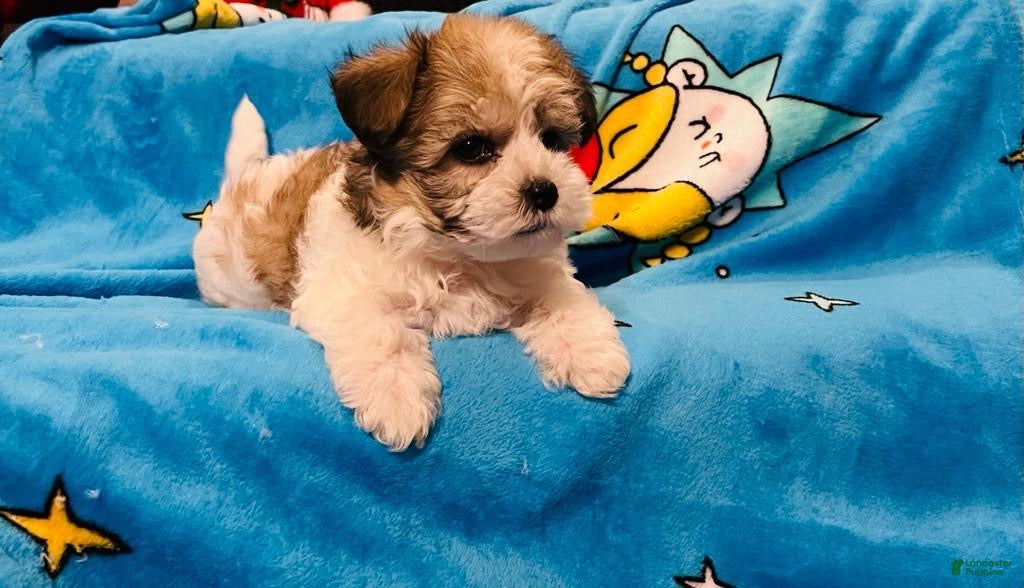 Maltipoo dogs Ginger  - Ad 1