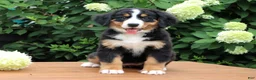 Bernese Mountain Dog dogs for sale: Reba - Ad 3