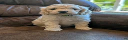 Cockapoo dogs for sale: Alfie - Ad 8