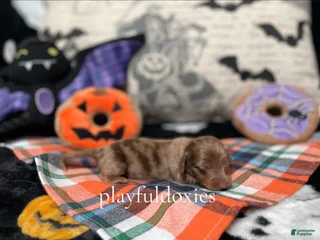 Miniature Dachshund dogs Ravioli's Chocolate & Tan Dapple Boy - Ad 12